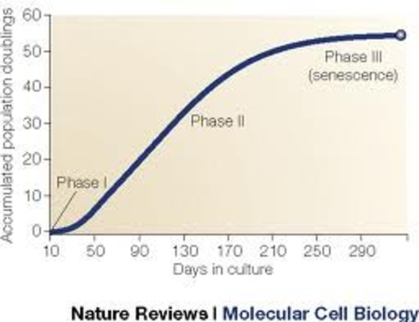 <p>the maximum number of times a cell can divide before dying</p>