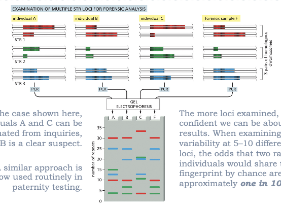 <ul><li><p>IN THE CASE HERE, INDIVIDUALS A  AND C CAN BE ELIMINATED FROM INQUIRIES, WHILE B IS A CLEAR SUBJECT</p></li><li><p>A SIMILAR APPROACH IS NOW USED ROUTINELY IN PATERNITY TESTING</p></li><li><p>THE MORE LOCI EXAMINED, THE MORE CONFIDENT WE CAN BE ABOUT THE RESULTS. WHEN EXAMINING THE VARIABILITY AT 5-10 DIFFERENT STR LOCI, THE ODDS THAT TWO RANDOM INDIVIDUALS WOULD SHARE THE SAME FINGERPRINT BY CHANCE ARE APPROXIMATELY ONE IN 10 BILLION</p></li></ul><p></p>