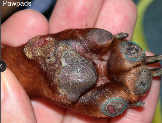 <ul><li><p><span style="color: rgb(136, 136, 136);"><strong>Et: </strong></span><strong>inflam of blood vessels;</strong> infections, IM dx, genetic, sun, drugs → <u>tissue ischemia type 3 sensitivity </u></p></li><li><p><span style="color: rgb(136, 136, 136);"><strong>Sig: </strong></span>JRT, Scotties, GSDs, Greyhounds, Dachshunds, Rottweilers, Poodles, Silky terriers, Yorkies, Pekingese, Maltese</p></li><li><p><span style="color: rgb(136, 136, 136);"><strong>Cs: </strong></span><strong>Petechiae, edema, plaques, nodules, alopecia, scarring, necrosis</strong>, <strong><u>ulcers (“punched out”)</u></strong>, infarcts, systemic dx</p><ul><li><p><strong><u>extremities</u></strong>, <strong><u>ear/tail tip</u></strong>, <strong><u>pressure points, paw/claws,</u></strong> scrotum, oral, tail tip, systemic sings (ADR)</p><img src="https://knowt-user-attachments.s3.amazonaws.com/5e34f35b-3ee7-4722-ae03-18d0c1d6f8f0.png" data-width="50%" data-align="center"></li></ul></li><li><p><span style="color: rgb(136, 136, 136);"><strong>Dt:</strong> </span><strong><u>Lg punch/wedge biopsy!!</u></strong>, diascopy</p><ul><li><p><span style="color: red;"><strong>neutrophilic/eosinophilic/lymphocytic perivascular inflam, </strong></span>fibrinoid degeneration, thrombi</p><img src="https://knowt-user-attachments.s3.amazonaws.com/caa9b869-5765-4e92-a5ed-9e9545f5eb71.png" data-width="50%" data-align="center"></li></ul></li><li><p><span style="color: rgb(136, 136, 136);"><strong>Tx:</strong></span> <strong><u>pentoxifylline</u></strong>, pred, cyclophosphamide, azathioprine, tetracycline/niacinamide, dapsone, sulfasalazine, Vit E</p></li></ul><p></p>