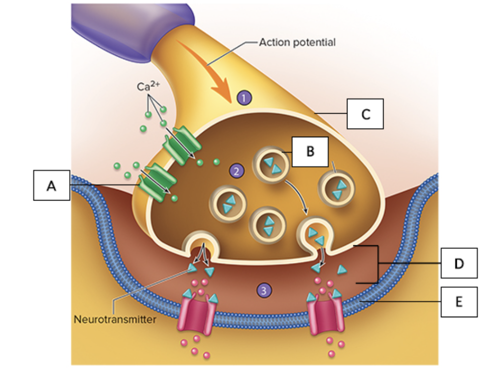 <p>the figure illustrates a detailed drawing of the neuromuscular junction, what does “B” represent? </p>