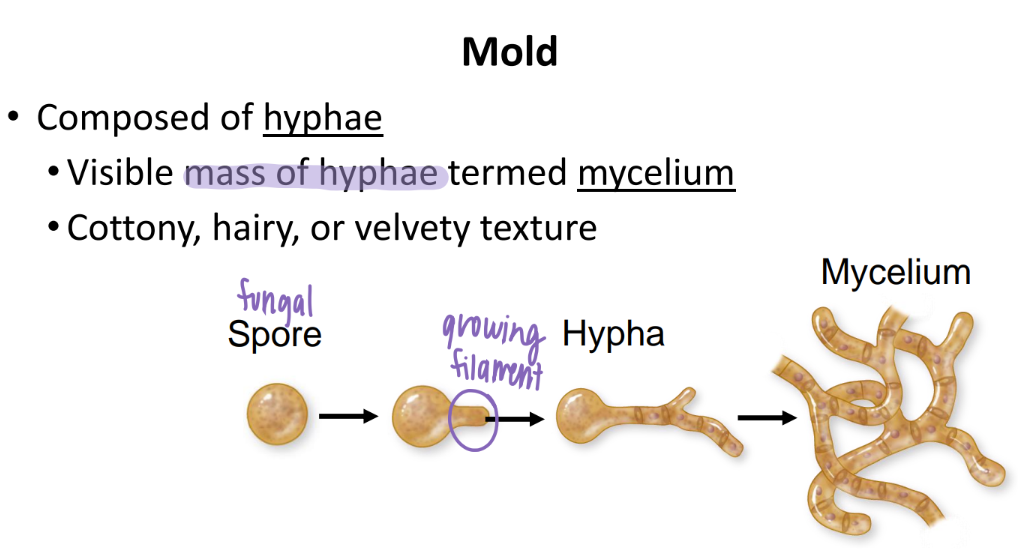 <p>spore grows a FILAMENT, turns into a hypha, and BAM a mass of hypha together = mycelium. </p>