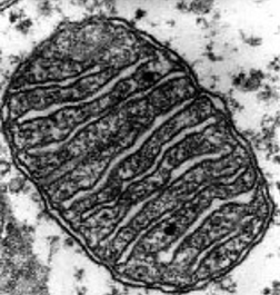 <ul><li><p>The most numerous organelles in the cell</p></li><li><p>associated with energy conversion and a major source of adenosine triphosphate (ATP)</p></li></ul><p></p>