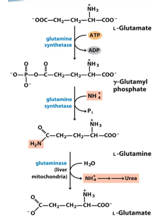 <p>add ammonia to glutamate to make glutamine (by glutamine synthetase)</p><ul><li><p>rmb that glutamine has 2 amino groups </p></li></ul><p></p>