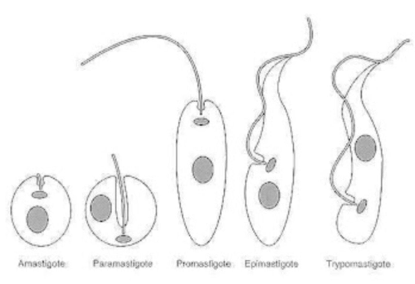 <p>1. <strong>Amastigote</strong>: oval, no flagellum, intracellular stage</p><p>2. <strong>Promastigote</strong>: elongated, kinetoplast in front of nucleus and flagellum</p><p>3. <strong>Epimastigote</strong>: promastigote + undulating membrane</p><p>4. <strong>Trypomastigote</strong>: epimastigote but kinetoplast is behind the nucleus</p>