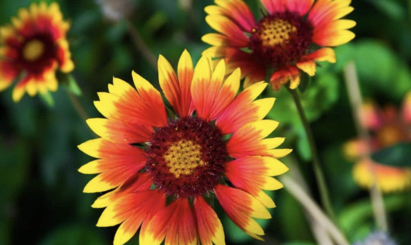 Flower 141