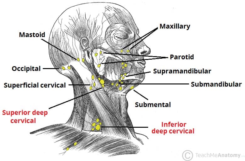 <p>Deep Cervical Lymph Nodes&nbsp;</p><ul><li><p><em>runs along the IJV</em></p></li></ul><p></p>