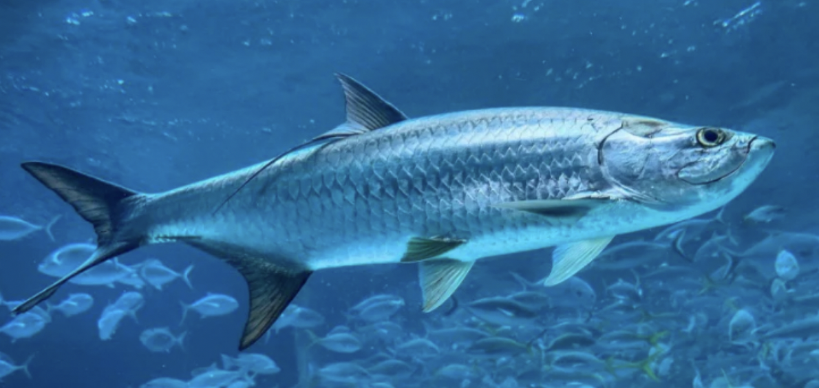 <p>Tarpon <strong>Family</strong></p>