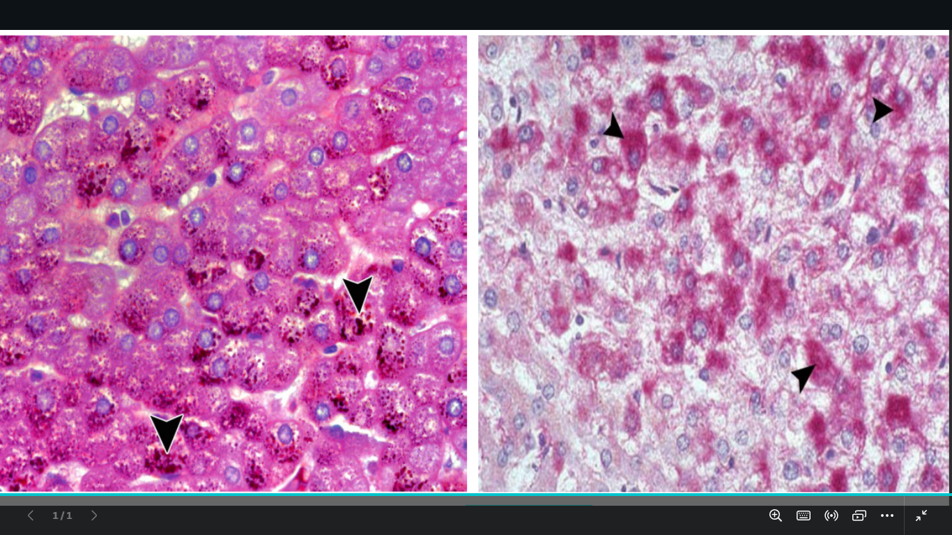 <p>identify </p><p>mention the stain </p><p>name the organ</p>