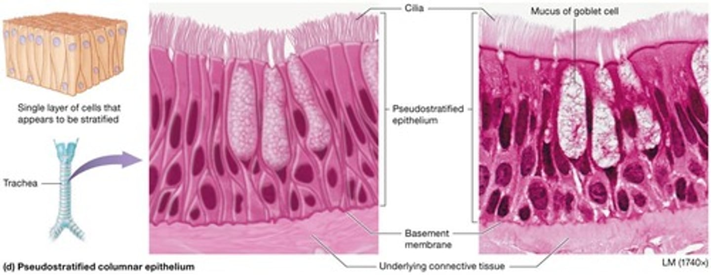 <p>Appears layered because nuclei are at various heights but only one cell-layer thick with basal plasma membranes firmly in contact with basement membrane.</p>
