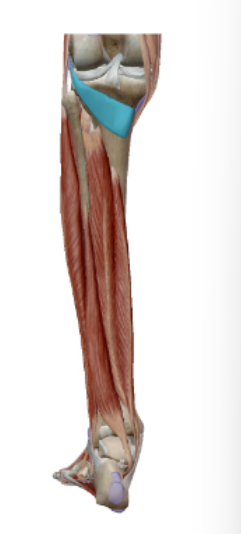 <p><span><span>M. Popliteus</span></span></p>