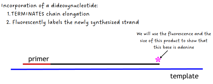 <ul><li><p>The following things are added:</p><ol><li><p>DNA polymerase</p></li><li><p>dCTP, dTTP, dGTP, dATP (regular DNA nucleotides)</p></li><li><p>small amounts of ddCTP, ddTTP, ddGTP, ddATP</p></li><li><p>DNA pol synthesizes complementary strand using the dNTPs but occasionally adds a ddNTP instead which causes chain termination <u>(ddNTP has no 3’ OH but fluoresces when added)</u></p></li></ol></li></ul><p></p>