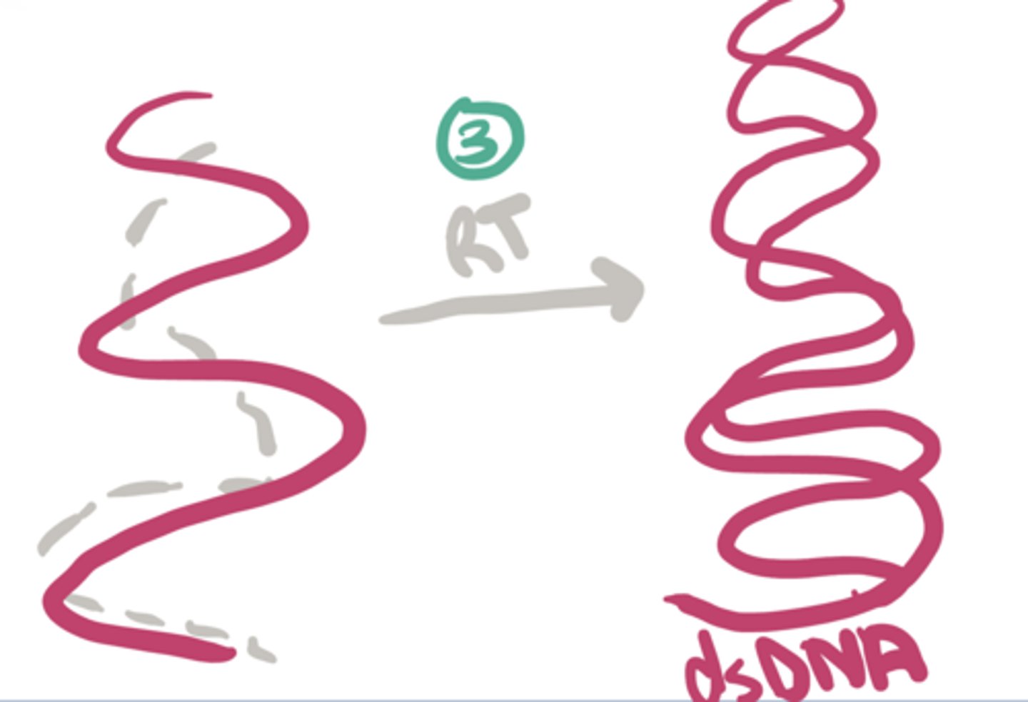 <p>Retrovirus Replication:</p><p>3. RT makes a complimentary strand of DNA to convert ssDNA → __DNA</p>