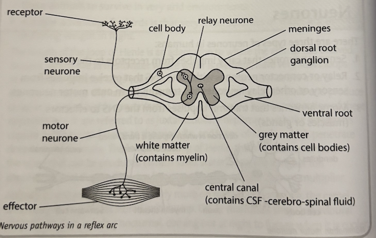 <p>reflexes are rapid, automatic responses to stimuli that could prove harmful to the body, and are therefore protective in nature. in a reflex arc a stimulus is detected by the receptor and passed to the CNS along a sensory neurone. the impulse is then relayed directly to a motor neurone and its effector by a relay neurone. the response is rapid and involves the contraction of a muscle or release of a hormone. in most cases a reflex involves the spinal cord, but some reflexes e.g. pupil reflex, will involve the brain as it is the closest part of the CNS</p>