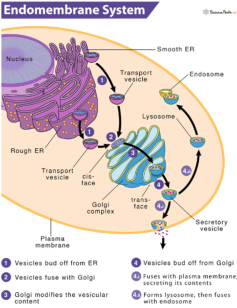 <p><strong>Membrane-Bound Organelles Identified by Early Electron Microscopy</strong></p><ul><li><p class=""><strong>Endoplasmic Reticulum (ER)</strong></p></li><li><p class=""><strong>Endosomal Transport Vesicles</strong></p></li><li><p class=""><strong>Golgi Complex</strong></p></li><li><p class=""><strong>Lysosomes</strong></p></li><li><p class=""><strong>Vacuoles</strong></p></li></ul><p class=""><strong>Early EM of cytoplasm revealed:</strong></p><ul><li><p class="">Membrane-bound organelles and vesicles</p></li><li><p class="">Extensive network of membranous canals</p></li><li><p class="">Stacks of <strong>cisternae</strong> (sac-like structures)</p></li></ul><p></p>