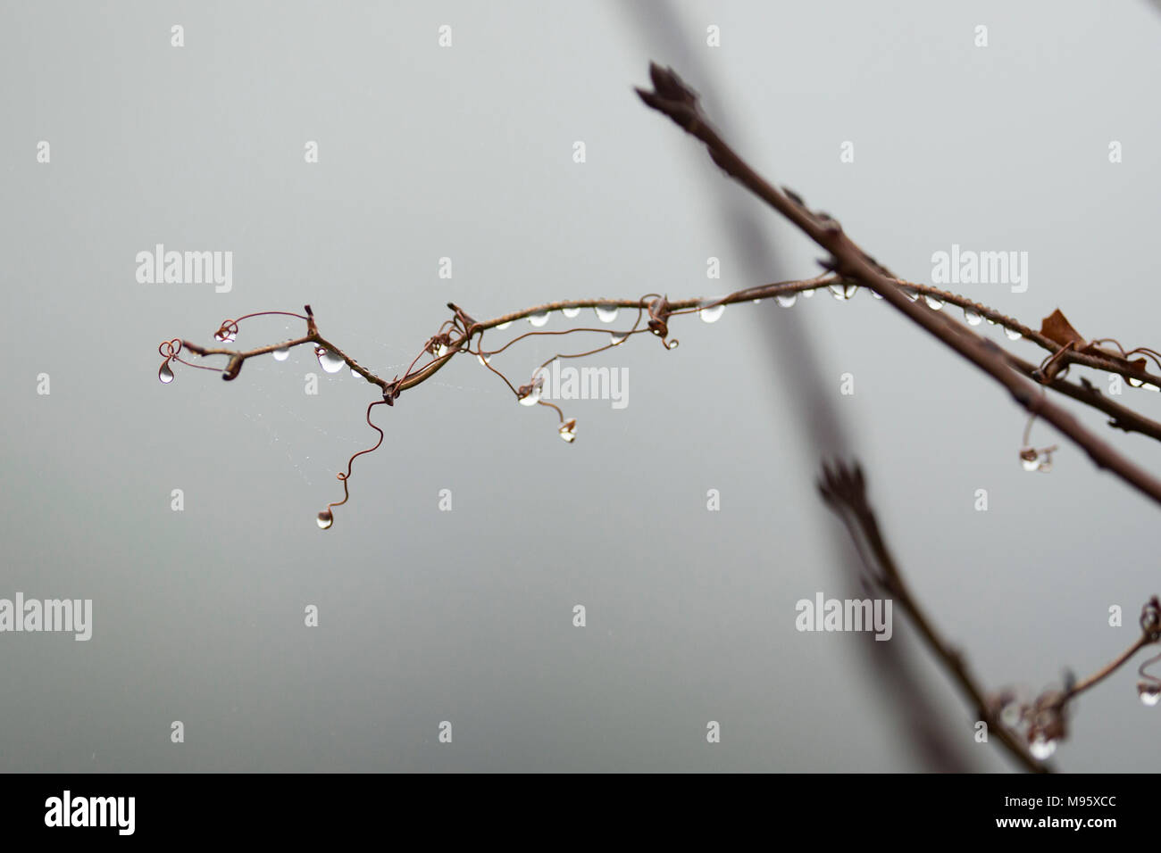 <p>Fox grape (winter)</p>