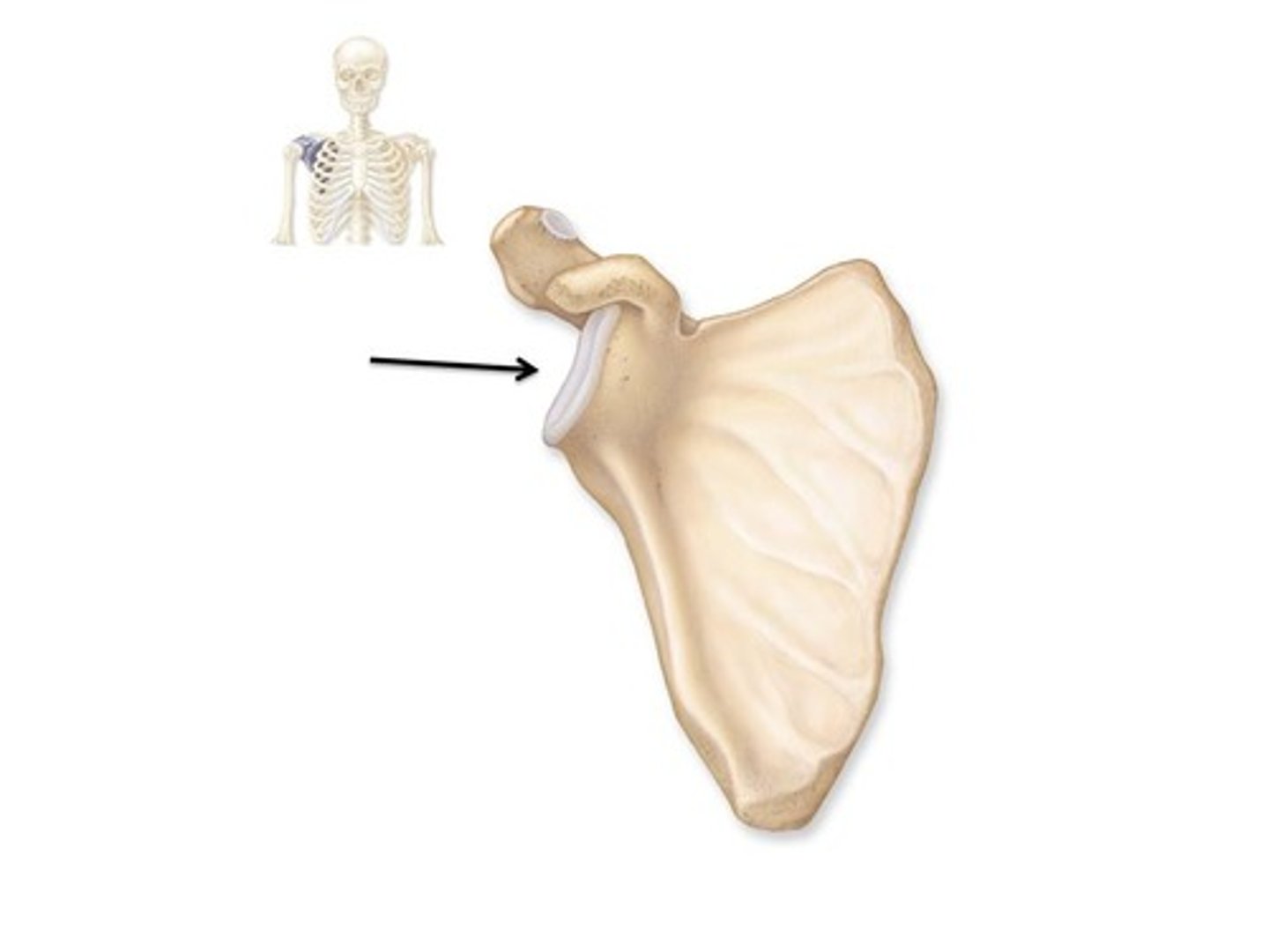 <p>a shallow socket that articulates with the head of the humerus</p>