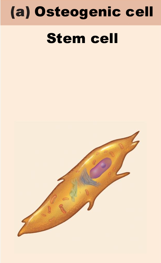<ul><li><p>Also called osteoprogenitor cells</p></li><li><p>Mitotically active stem cells in periosteum and endosteum</p></li><li><p>When stimulated differentiate into osteoblasts or bone lining cells</p></li><li><p>Some persist as osteogenic cells</p></li><li><p>pic</p><ul><li><p>pretty small</p></li><li><p>not doing much in tissue, but ready</p></li></ul></li></ul><p></p>
