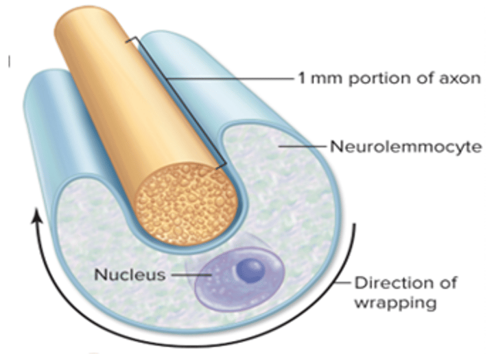<p>neurolemmocyte starts wrap around a 1mm portion of an axon</p>