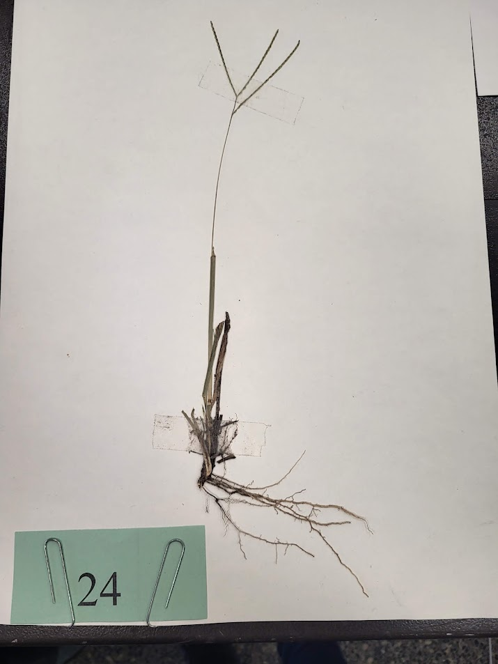 Common carpetgrass