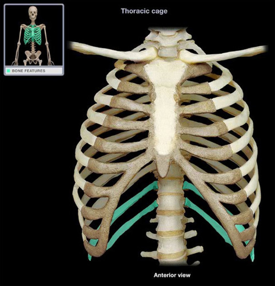 <p>2 false ribs (11-12) that do not connect to the sternum via costal cartilage at all</p>