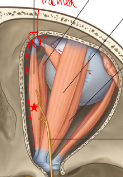 <p>ID/Describe this muscle</p>