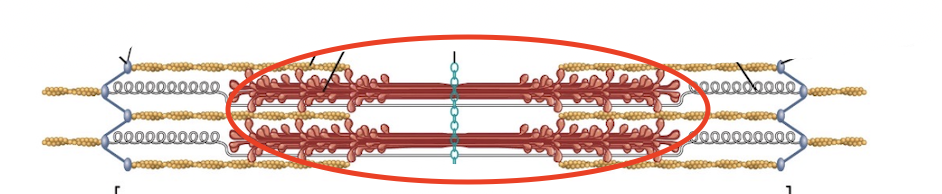 <p>Dark area that is whole thick filament and some overlap with thin ones.</p>