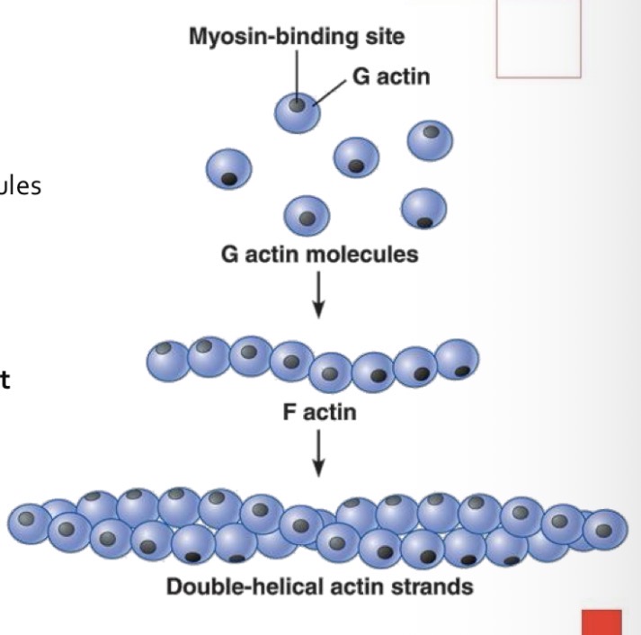 <p>The fine filament is formed by the aggregation of actin molecules</p><p>Each actin molecule contains a myosin binding site.</p><p>The actin aggregates clump together in a helical arrangement</p><p>to form two strands of filamentous actin or F actin.</p><p></p>