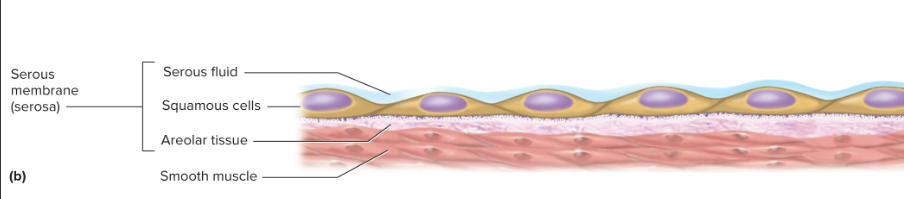 <p>Serous membrane</p>