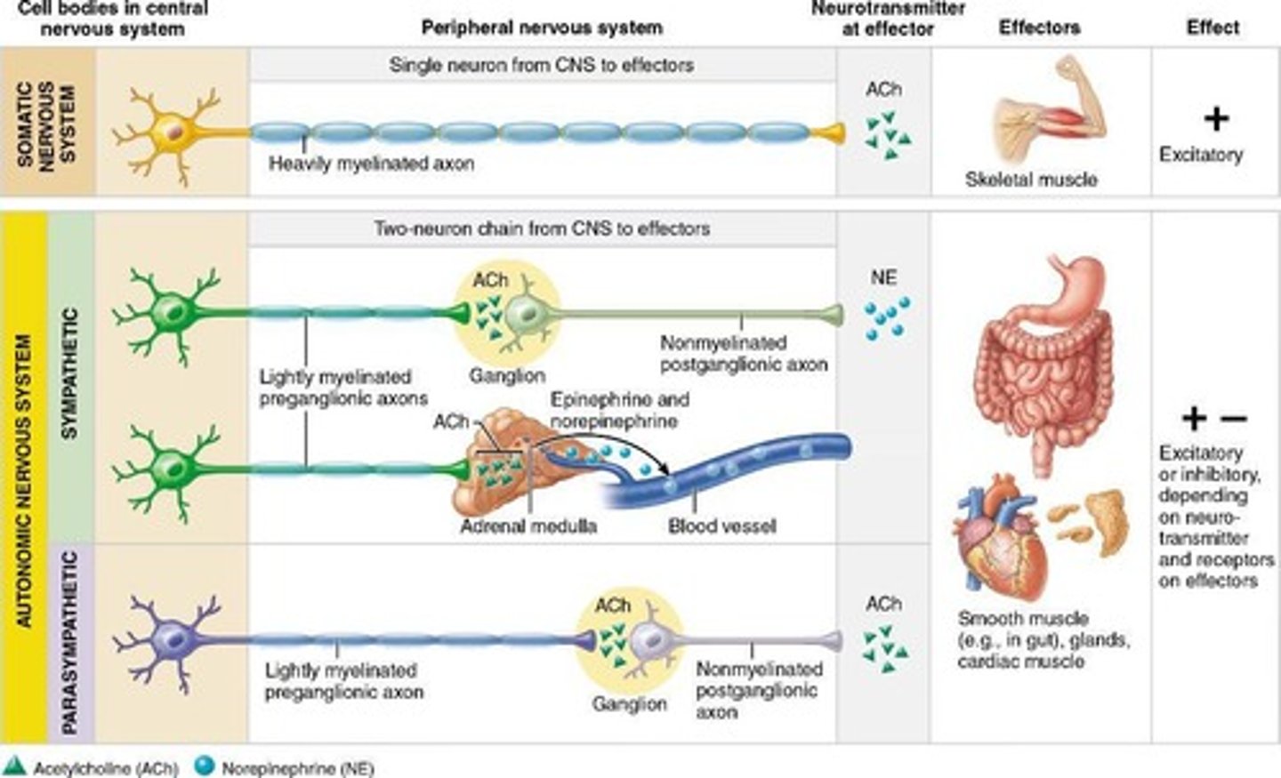 <p>Voluntary, conscious control of skeletal muscles.</p>