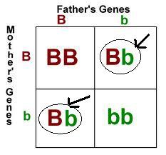 the condition of inheriting two different alleles for a trait