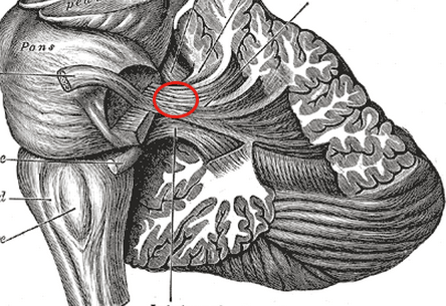 <p>connects cerebellum to pons</p><p>longest of the three peduncles</p>