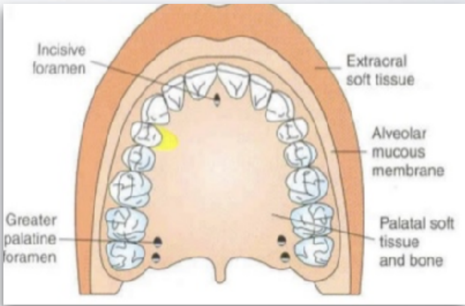 <p>which nerve block?</p>