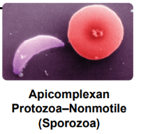 <p>major pathogenic protozoa: Apicomplexan protozoa= uses <strong><mark data-color="rgba(0, 0, 0, 0)" style="background-color: rgba(0, 0, 0, 0); color: inherit;">gliding motility</mark></strong><span><span>, lets them invade host cells without cilia, flagella, or pseudopodia</span></span></p>