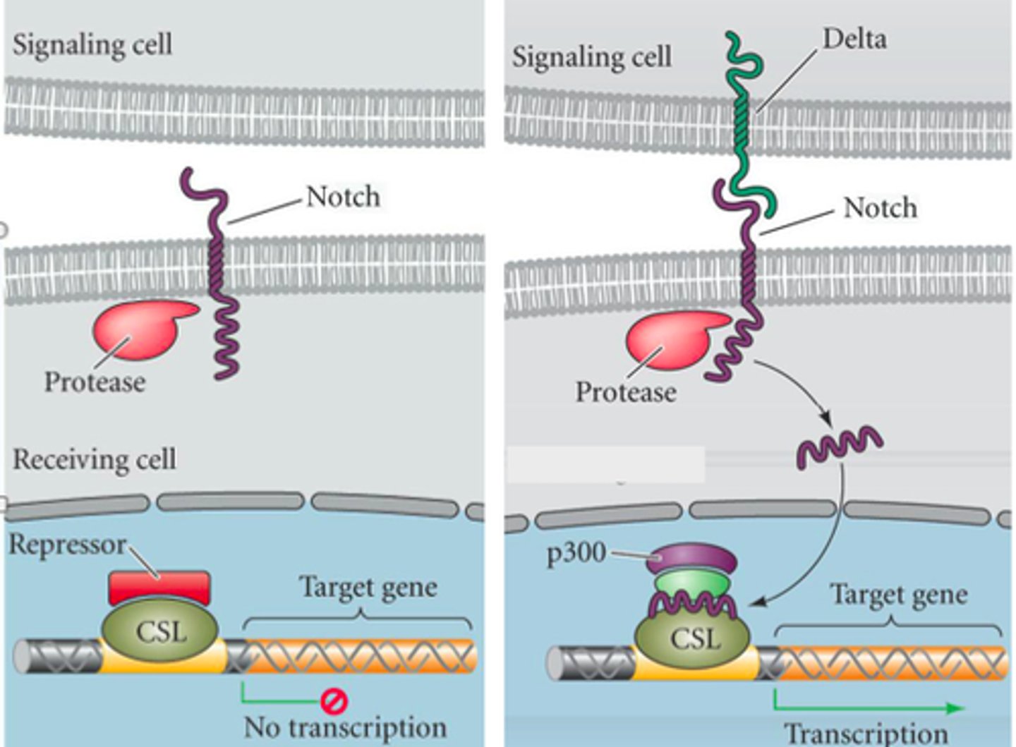 <p>Notch proteins are invovled in formation of kidney, pancreas, heart. In nervous sys, Notch regulates which cells become neurons and which cells become glia (아교세포를 의미하며, 그리스어 'glue'에서 유래한 말로, 신경계를 함께 지지하고 연결하는 역할을 하는 비신경세포들을 통칭하는 용어)</p><p>We have the part of notch protein activated and bending and comes into the enzyme protease that cut it. That piece will flow into nucleus and kick out the use of diff gene. Repressor cannot bind anymore so transcription can happen.</p>