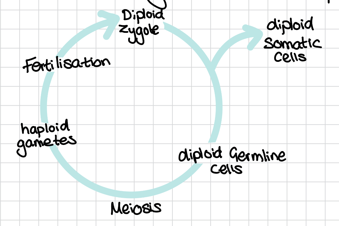 <p>Diplo most of life cycle </p><p>two mating cycles</p><p> germline cells that separate from the rest of the animal </p><p>then meiosis occurs giving four haploid gametes these combined to give a zygote with all the genetic info needed</p>