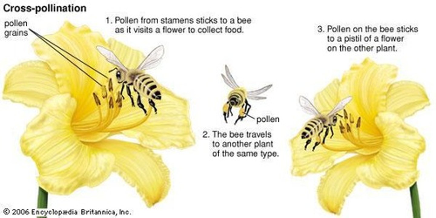 <p>The transfer of pollen from one genetically distinct plant to the stigma of another, increasing genetic diversity in offspring.</p>