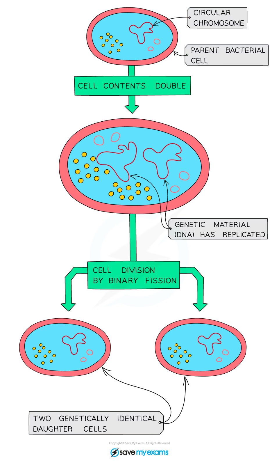 <p>binary fission</p>