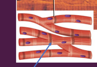 <p>-highly vascularized → need O2 aerobic</p><p>-striated, has sarcomeres</p><p>-very small, big SA ratio for transport</p><p>-has a resting mV (-90)</p><p>-K+ leak channels, Na+ leak, Na/K pump</p><p>-branched, connected by <u>intercalated disc</u></p>