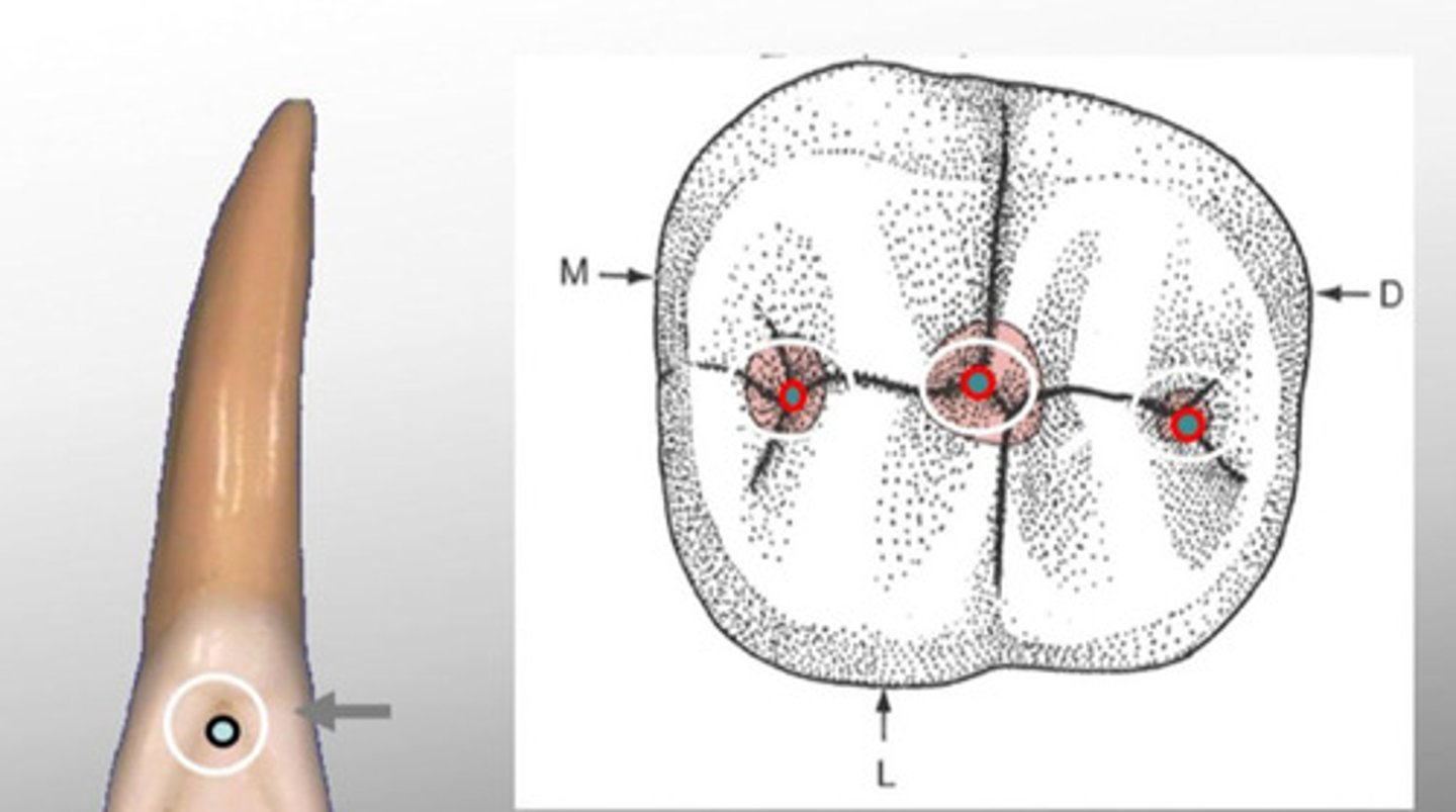 <p>Occur at depths of fossa where two or more grooves join</p>