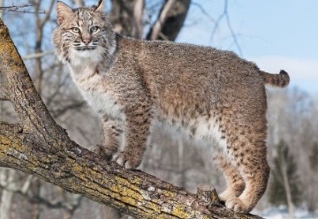 <p>Genus,species and habitat?</p>