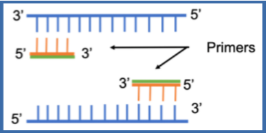 <ul><li><p><span>forward and reverse</span></p><ul><li><p><span>Forward primer (5’→3’) = binds to antisense strand (3’→5’)</span></p></li><li><p><span>Reverse primer (3→5’) = binds to the sense/coding strand (5’→3’)</span></p></li></ul></li><li><p><span>Flank sequence of interest</span></p></li><li><p><span>Each primer is complementary to a different strand</span></p></li></ul><p></p>