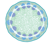 <p>dicot vascular bundles in stems</p>