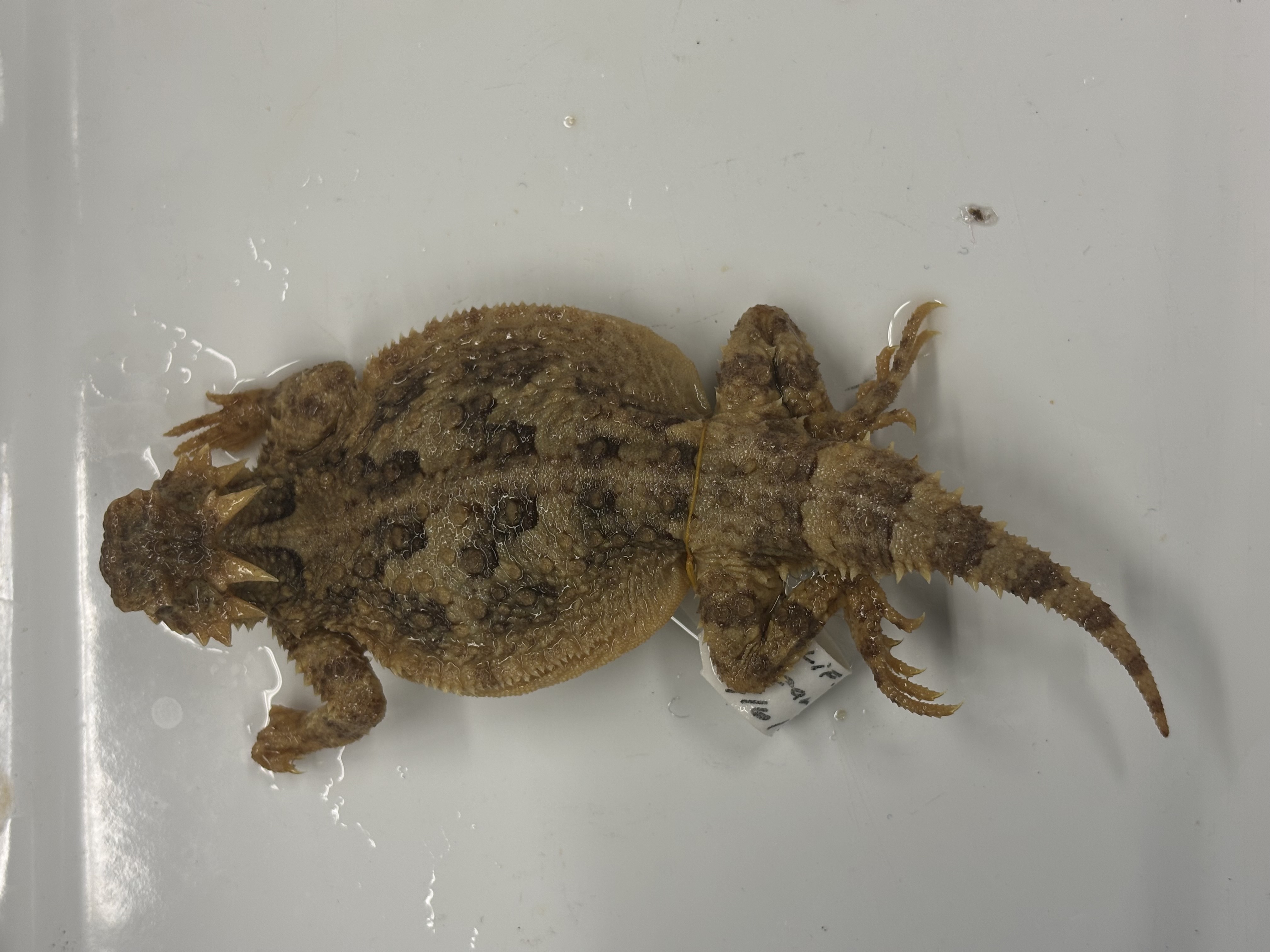 <p>Phrynosoma platyrhinos</p>