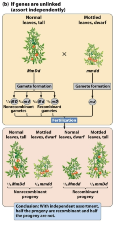 <p>From MmDd, 4 combinations of gametes are possible</p><ul><li><p>MD and md (nonrecombinant gametes)</p></li><li><p>Md and mD (recombinant gametes; crossing over has occurred)</p></li></ul><p><u>With independent assortment, half the progeny are recombinant and half the progeny are not</u></p><p></p><p>When crossing over happens in <strong>unlinked </strong>genes, there is an <strong>equal probability</strong> of producing all four types of gametes (equal probabilities of recombinant and nonrecombinant offspring)</p><p>When crossing over happens in <strong>linked </strong>genes, there is an <strong>unequal probability</strong> of producing all four types of gametes (unequal probabilities of recombinant and nonrecombinant offspring)</p><p></p>