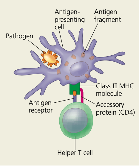 **The central role of helper T cells in humoral and cell-mediated immune responses.**

\

1. An antigen-presenting cell engulfs a pathogen, and degrades it
2. Antigen fragments complexed with Class _ MHC molecules are displayed on the cell surface
3. Antigen _____ on the surface of the helper T cell binds to the fragment-MHC complex
4. **___**, an accessory protein on the helper T cell surface binds to the class II MHC molecule