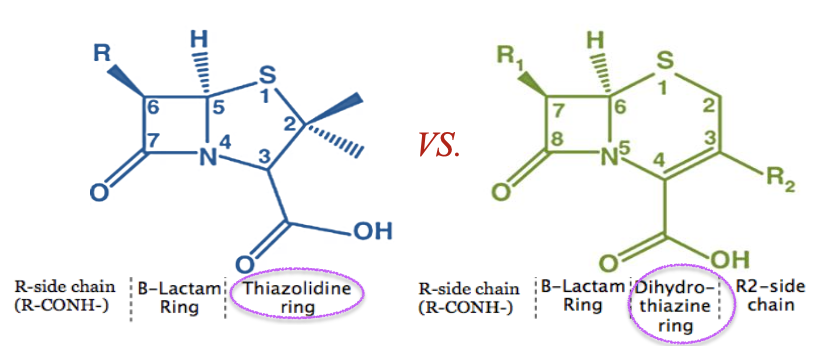 <ol><li><p>Thiazolidine ring - Penicillin </p></li><li><p>Dihydrothiazine - Cephalosporins</p></li></ol><p></p>