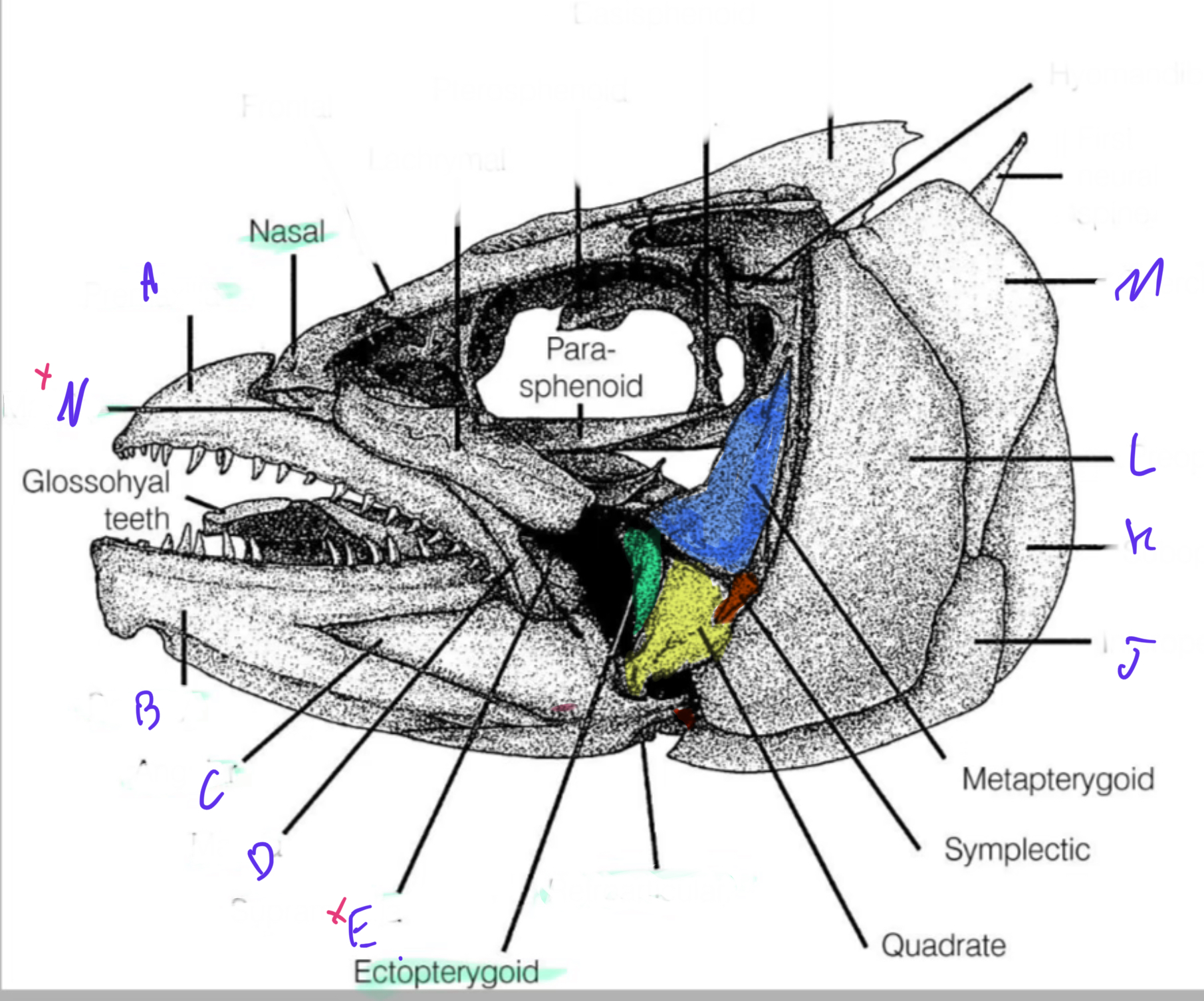 knowt flashcard image