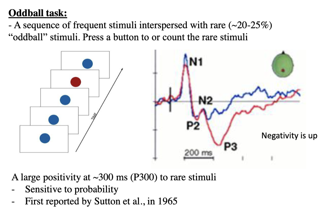 <ul><li><p><span style="background-color: transparent;"><strong><span>The oddball task</span></strong><span> - a sequence of frequent, repeating stimuli interspersed with occasional rare stimuli (~20-25%), which are perceived as oddballs (surprises) in the sequence; only the oddball stimuli evoke a large positivity (P3 or P300); frequent stimuli do not evoke the P300 because they are expected (only “oddball” stimuli elicit attention); N100 is a sensory deflection first evoked by a stimulus, and P300 is sensitive to probability attentional effects</span></span></p></li><li><p><span style="background-color: transparent;"><strong><span>Semantic mismatch task</span></strong><span> - presenting sentences that had congruent or incongruent endings (ie “I like my tea with sugar” vs “I like my tea with nails”); “nails” evoked a greater negativity (N400) peaking at approximately 400ms after word onset; N400 is sensitive to meaning and congruence with context</span></span></p></li></ul><p></p>