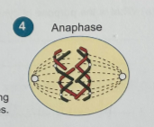 <p>spindle fibers attached to chromosomes shorten (by enzymes), pulling the chromosomes apart. other spindle fibers lengthen, pushing the poles apart/ elongating the cell.</p>