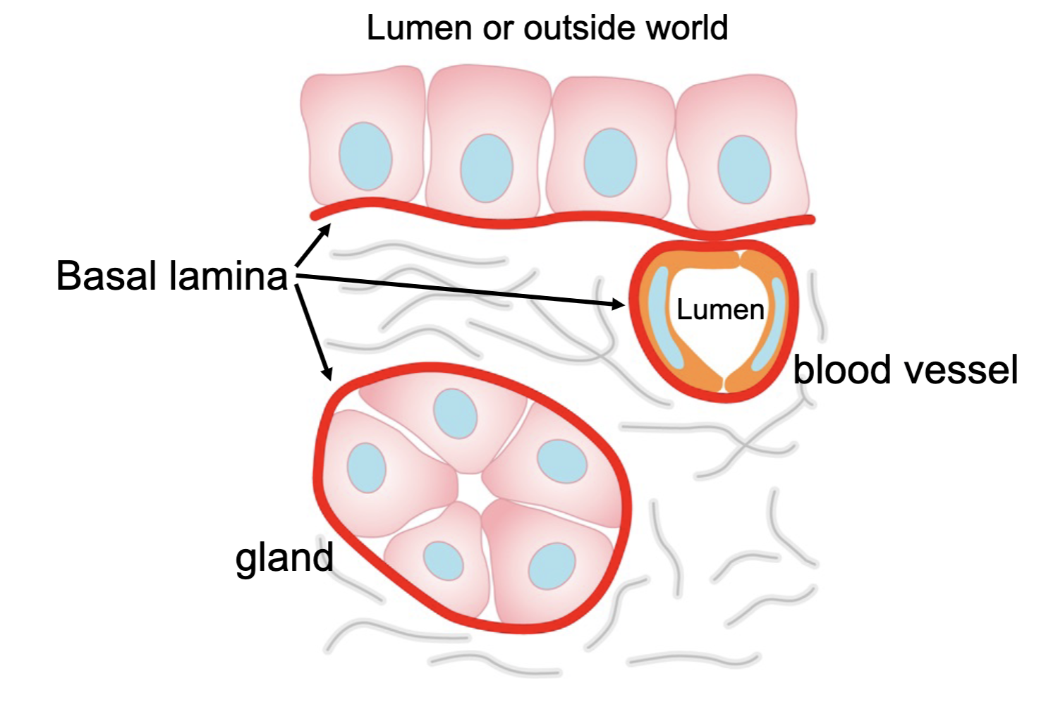 <p>kidney tubules transport nutrients from the lumen to basal connective tissue</p>